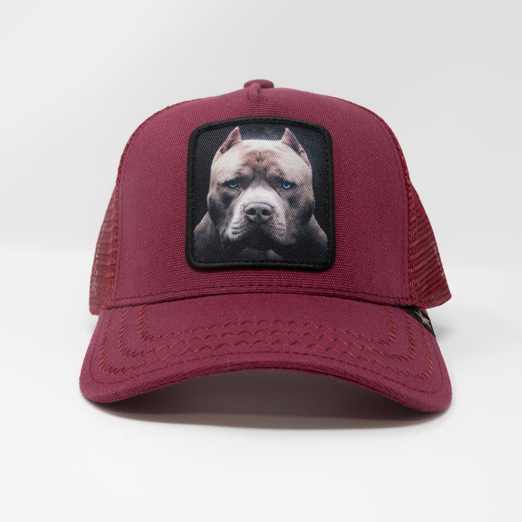 GOLD STAR HATS TRUCKER PIT BULL HAT